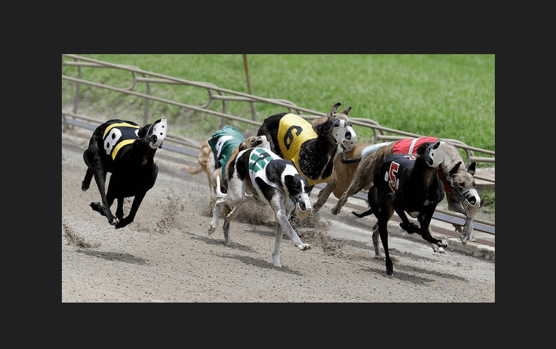 Greyhound Racing Online Betting