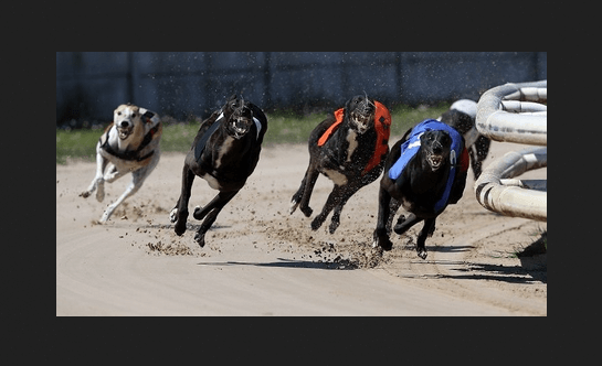 Greyhound Racing Wagers